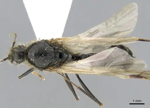 Messor wasmanni specimen CASENT0281209 image casent0281209_1