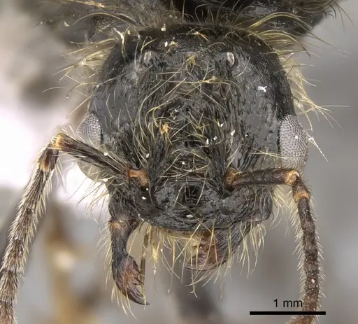 Messor wasmanni specimen CASENT0281209 image casent0281209_2
