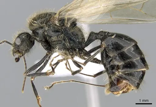 Messor wasmanni specimen CASENT0281209 image casent0281209_3