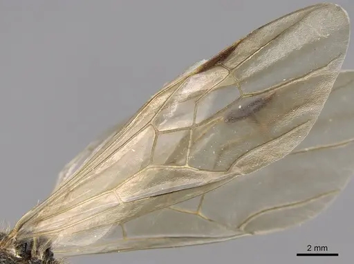 Messor wasmanni specimen CASENT0281209 image casent0281209_4