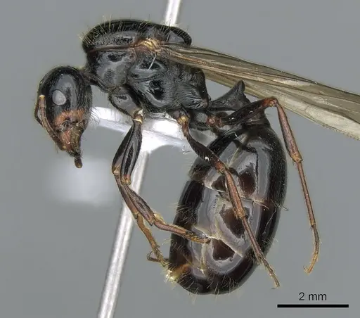 Messor wasmanni specimen CASENT0281210 image casent0281210_3