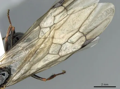 Messor wasmanni specimen CASENT0281210 image casent0281210_4