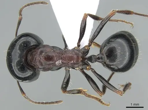 Messor wasmanni specimen CASENT0281211 image casent0281211_1