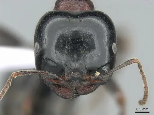 Messor wasmanni specimen CASENT0281211 image casent0281211_2