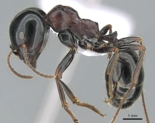 Messor wasmanni specimen CASENT0281211 image casent0281211_3