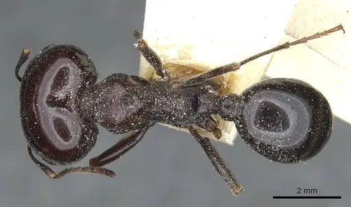 Messor wasmanni specimen CASENT0913173 image casent0913173_1