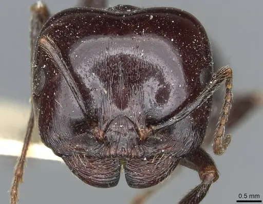 Messor wasmanni specimen CASENT0913173 image casent0913173_2