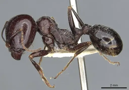 Messor wasmanni specimen CASENT0913173 image casent0913173_3