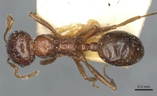 Messor wasmanni specimen CASENT0913174 image casent0913174_1