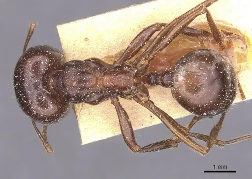 Messor wasmanni specimen CASENT0913219 image casent0913219_1