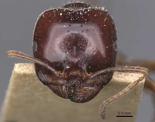 Messor wasmanni specimen CASENT0913219 image casent0913219_2