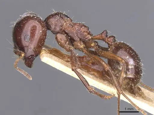 Messor wasmanni specimen CASENT0913219 image casent0913219_3
