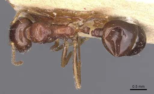 Messor wasmanni specimen CASENT0913220 image casent0913220_1