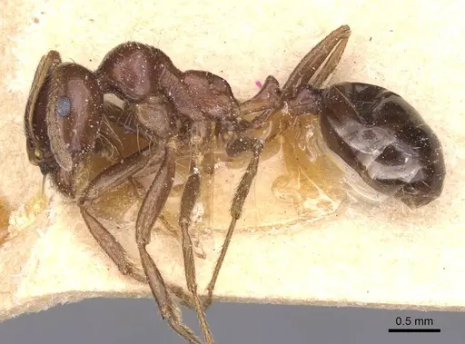 Messor wasmanni specimen CASENT0913220 image casent0913220_3
