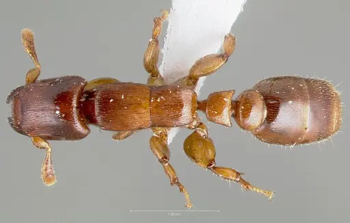 Metapone africana specimen CASENT0005915 image casent0005915_1