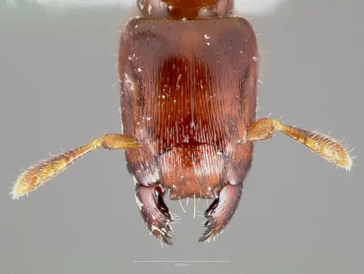 Metapone africana specimen CASENT0005915 image casent0005915_2
