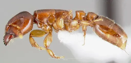 Metapone africana specimen CASENT0005915 image casent0005915_3