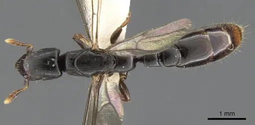 Metapone africana specimen CASENT0900364 image casent0900364_1