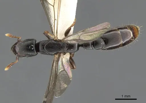 Metapone africana specimen CASENT0900364 image casent0900364_2