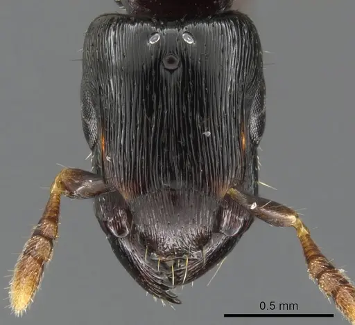 Metapone africana specimen CASENT0900364 image casent0900364_3