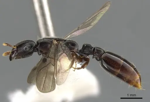 Metapone africana specimen CASENT0900364 image casent0900364_4