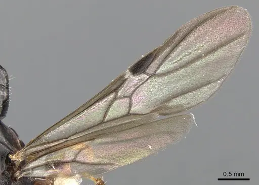 Metapone africana specimen CASENT0900364 image casent0900364_5