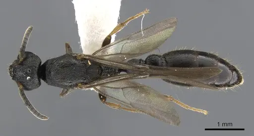 Metapone africana specimen CASENT0900365 image casent0900365_1