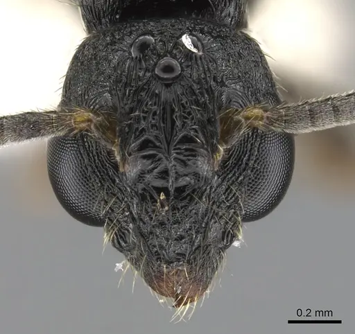 Metapone africana specimen CASENT0900365 image casent0900365_2