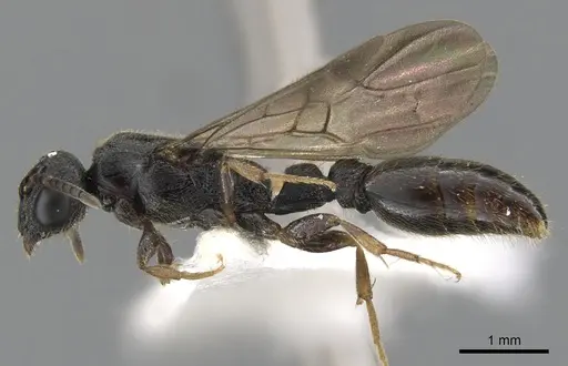 Metapone africana specimen CASENT0900365 image casent0900365_3