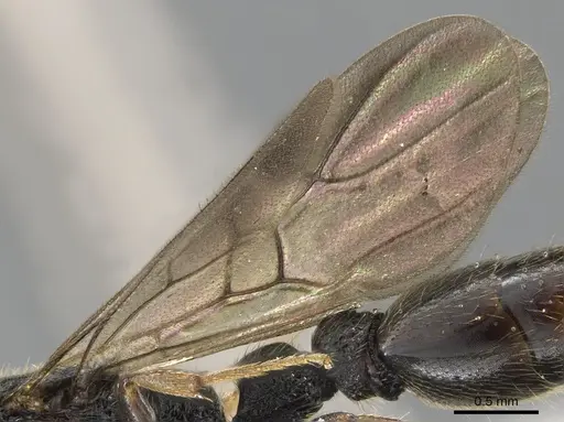 Metapone africana specimen CASENT0900365 image casent0900365_4