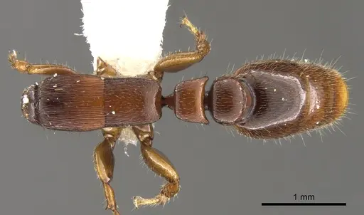 Metapone africana specimen CASENT0900366 image casent0900366_1