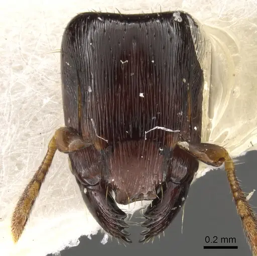 Metapone africana specimen CASENT0900366 image casent0900366_2