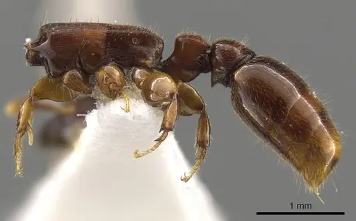 Metapone africana specimen CASENT0900366 image casent0900366_3