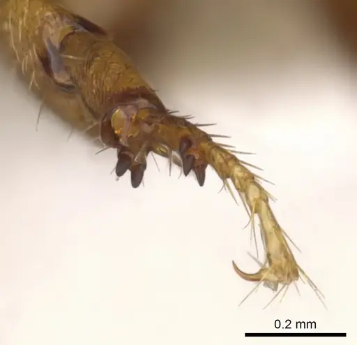 Metapone africana specimen CASENT0900366 image casent0900366_4