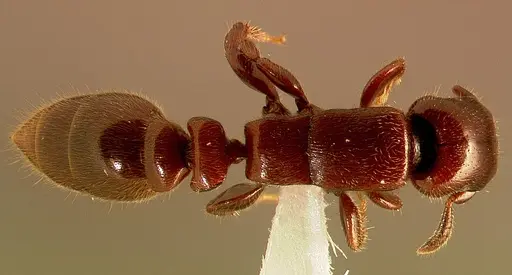 Metapone emersoni specimen CASENT0003116 image casent0003116_1