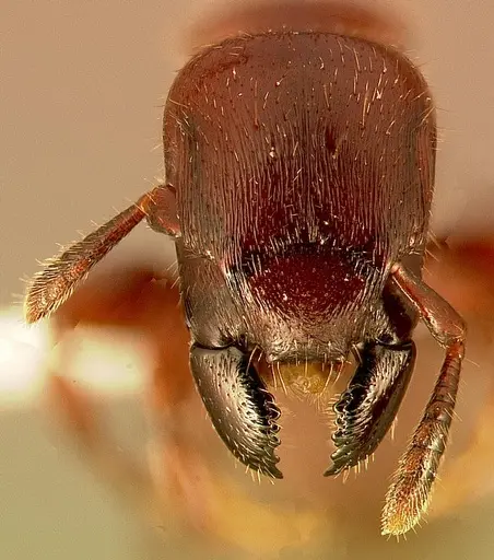 Metapone emersoni specimen CASENT0003116 image casent0003116_2