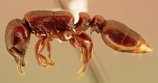 Metapone emersoni specimen CASENT0003116 image casent0003116_3