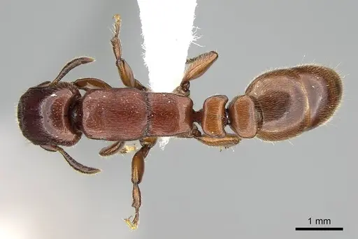 Metapone emersoni specimen CASENT0003117 image casent0003117_1