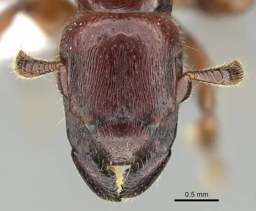 Metapone emersoni specimen CASENT0003117 image casent0003117_2