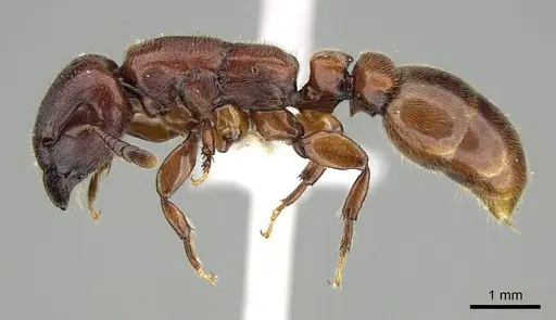 Metapone emersoni specimen CASENT0003117 image casent0003117_3