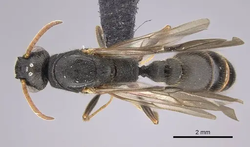 Metapone emersoni specimen CASENT0113799 image casent0113799_1