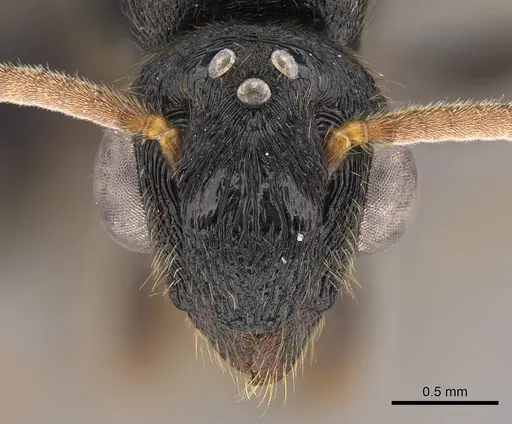 Metapone emersoni specimen CASENT0113799 image casent0113799_2