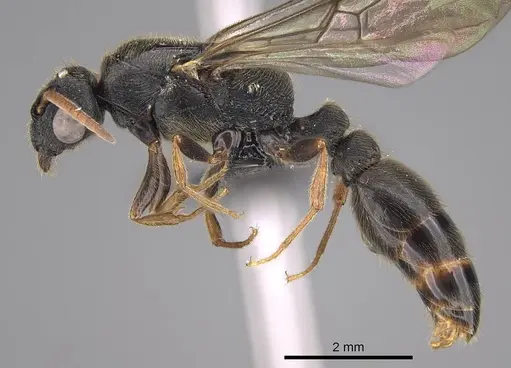 Metapone emersoni specimen CASENT0113799 image casent0113799_3
