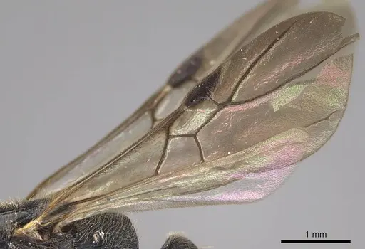 Metapone emersoni specimen CASENT0113799 image casent0113799_4
