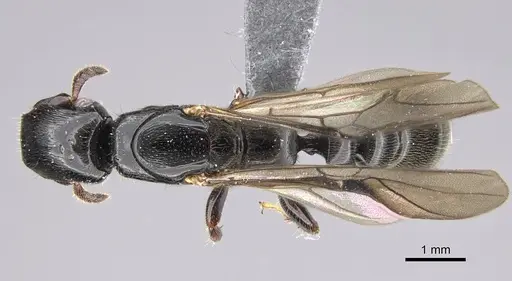 Metapone emersoni specimen CASENT0242913 image casent0242913_1