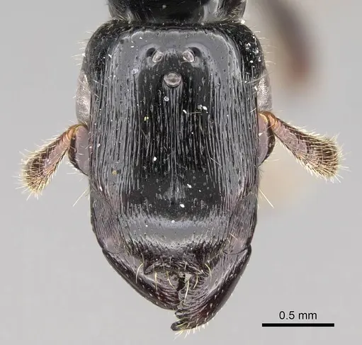 Metapone emersoni specimen CASENT0242913 image casent0242913_2