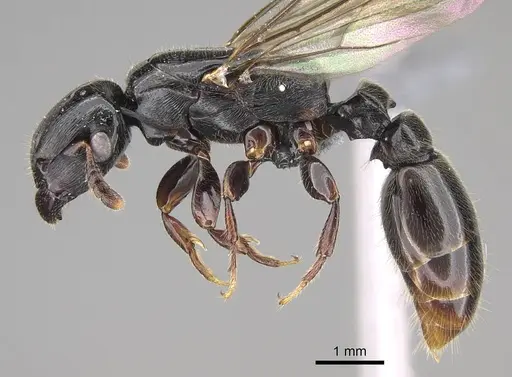 Metapone emersoni specimen CASENT0242913 image casent0242913_3