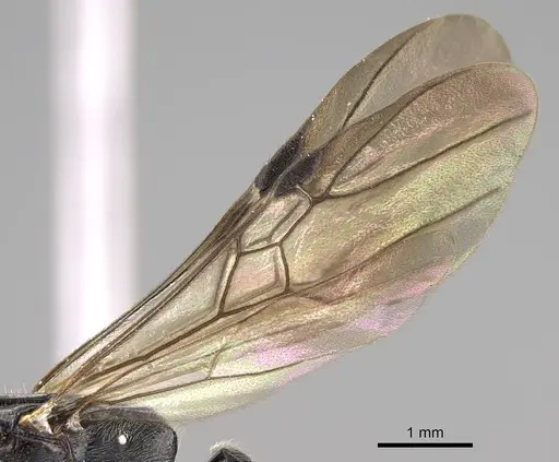 Metapone emersoni specimen CASENT0242913 image casent0242913_4