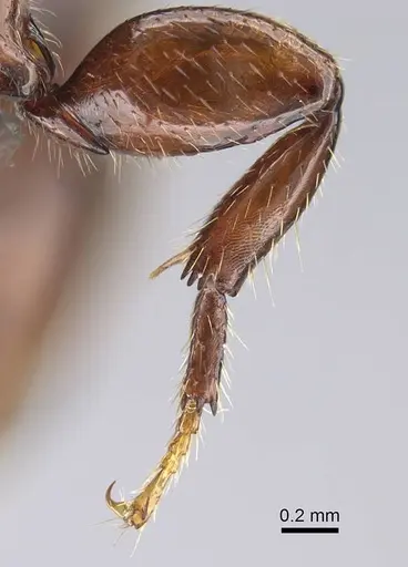 Metapone emersoni specimen CASENT0279280 image casent0279280_1