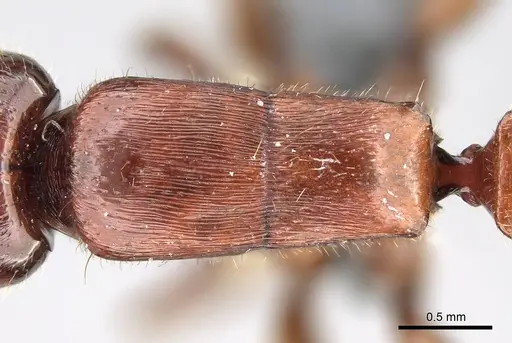 Metapone emersoni specimen CASENT0746928 image casent0746928_1